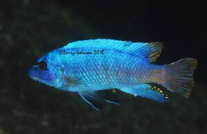 Labeotropheus trewavasae 'Mphanga Rocks'